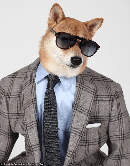 Marek The Shibe