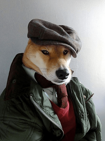 Thomas The Shibe